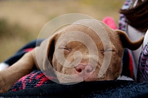 Baby Rednose Pitbull