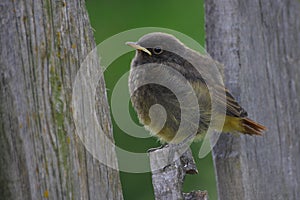 Baby Redstart