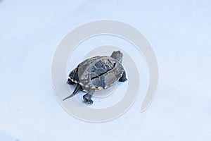 Baby Reeves Turtle, Mauremys reevesii, also known as the Chinese Pond Turtle