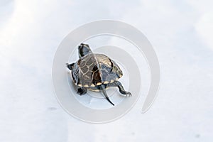 Baby Reeves Turtle, Mauremys reevesii, also known as the Chinese Pond Turtle