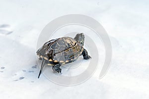 Baby Reeves Turtle, Mauremys reevesii, also known as the Chinese Pond Turtle