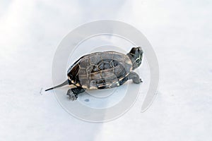 Baby Reeves Turtle, Mauremys reevesii, also known as the Chinese Pond Turtle