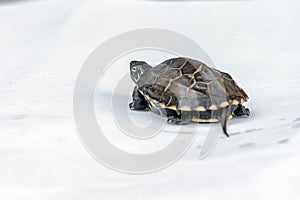 Baby Reeves Turtle, Mauremys reevesii, also known as the Chinese Pond Turtle