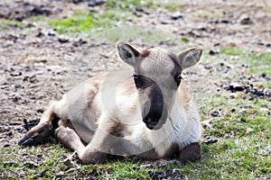 A Baby reindeer rest on the ground in northern Mongolia