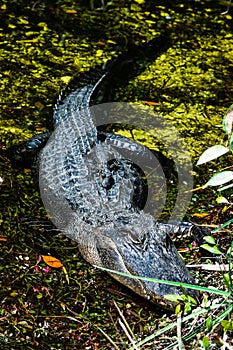 A Baby Resting on a Mother Alligator