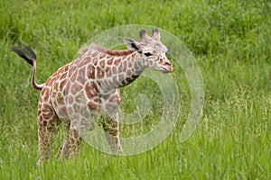 Baby Reticulated Giraffe photo