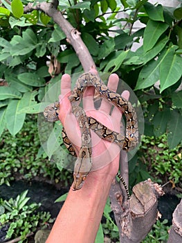 Baby Reticulated Phytons