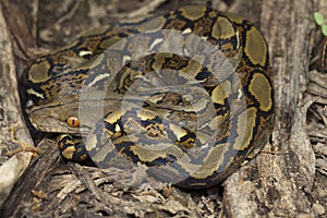 Baby Reticulated Python Python reticulatus