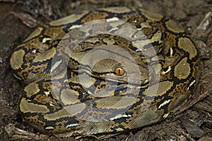 Baby Reticulated Python Python reticulatus