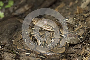 Baby Reticulated Python Python reticulatus