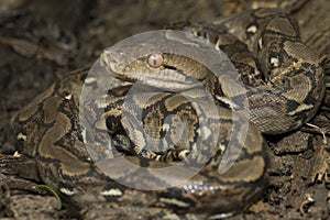 Baby Reticulated Python Python reticulatus