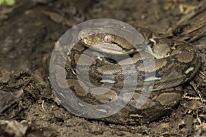 Baby Reticulated Python Python reticulatus