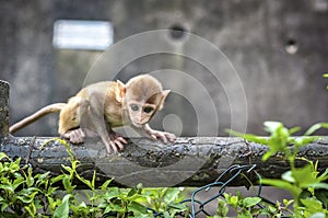 Baby Rhesus Macaque at Kam Shan Country Park, Kowloon, Hong Kong