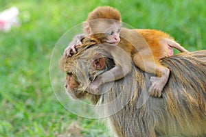 Baby rhesus macaque monkey in Kathmandu