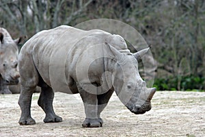 Baby Rhino