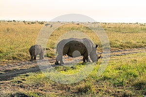 baby rhino follows its mother. Rhinos eat dry grass in Nairobi National Park. Kenya. wild African nature
