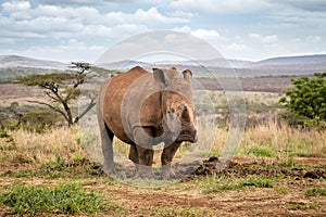 Baby rhino grazing in a lush African landscape