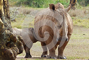 Baby rhino with its mother in Africa