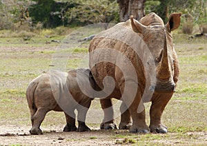 Baby rhino with its mother in Africa