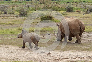 Baby rhino with its mother in Africa