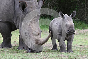 Baby Rhino and Mother