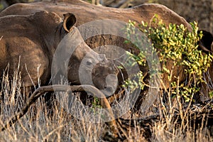 Baby rhino with mother