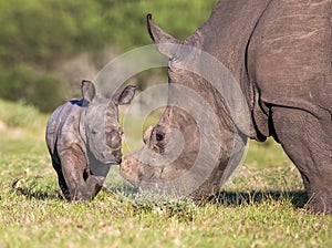 Baby Rhino or Rhinoceros