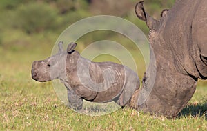 Baby Rhino or Rhinoceros