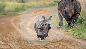 Baby Rhino running