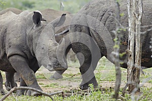 Baby Rhino walks with herd