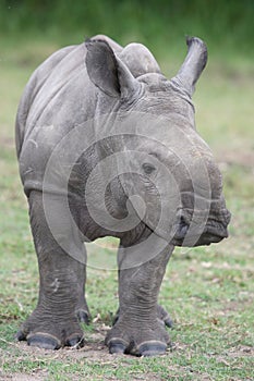 Baby Rhinoceros