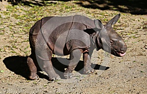 Baby Rhinoceros