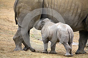 Baby rhinoceros feeding