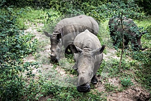 Baby Rhinoceros