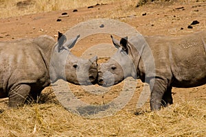 Baby rhinoceros kiss