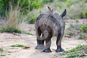Baby rhinoceros with oxpecker