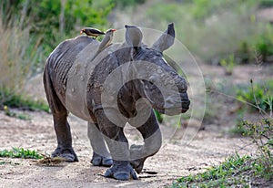 Baby rhinoceros with oxpecker