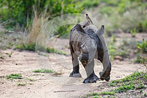 Baby rhinoceros with oxpecker