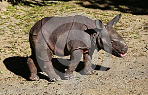 Baby Rhinoceros photo