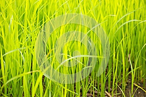 Baby rice tree at organic farm in daylight.