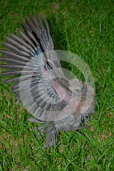 Baby Ring-necked Dove (Streptopelia capicola)