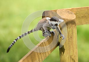 Baby Ring-Tailed Lemur