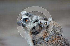 Baby ring-tailed lemur