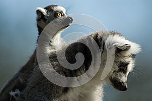 Baby ring-tailed lemur