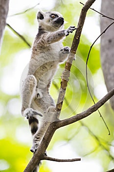 Baby ring tailed lemur on a branch in Madagascar