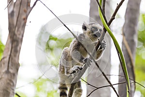 Baby ring tailed lemur on a branch in Madagascar
