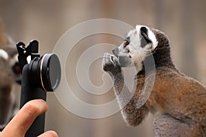 Baby ring-tailed lemur with camera