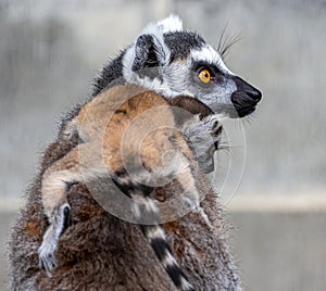 Baby ring tailed lemur clutching its parent\'s back