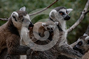 Baby ring tailed lemur with his family