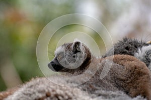 Baby ring tailed lemur with his family